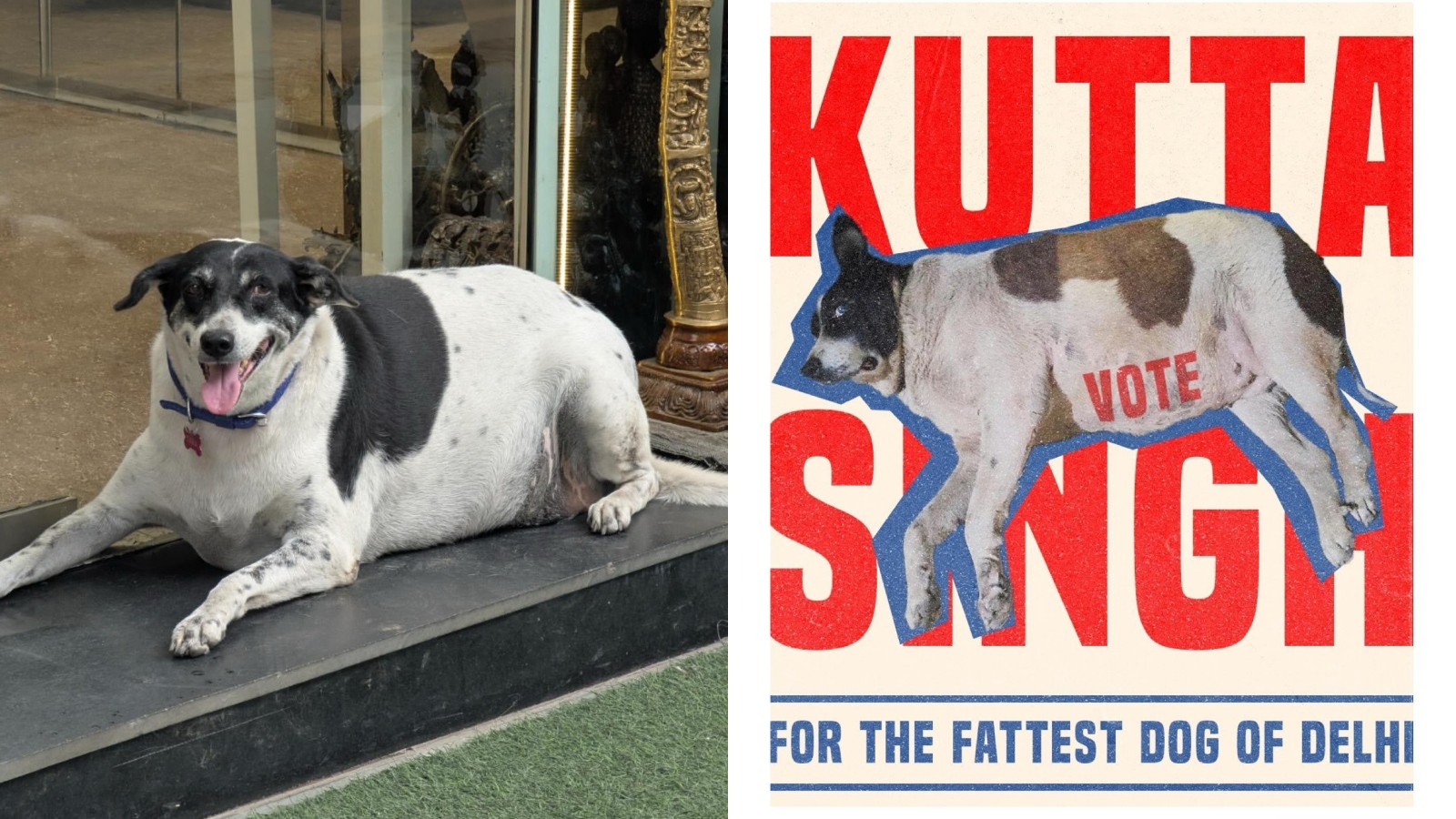 Kutta Singh vs Mahakutteshwar: Delhi’s ‘fat dog’ contest sparks online campaign wars