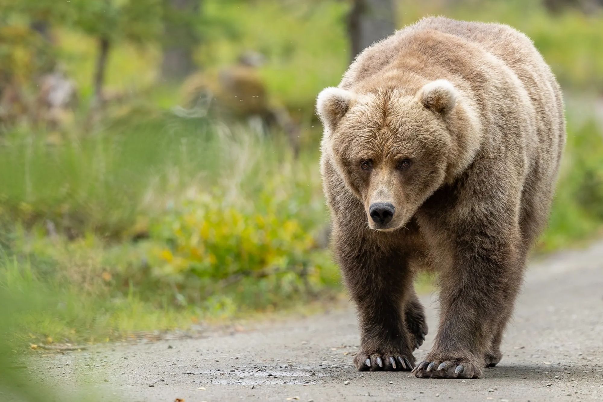 Town ‘under siege’ by bloodthirsty bears as rampaging beasts maul at least six people to death in just one month