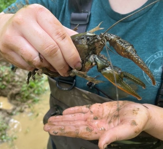 Behold, Crawzilla, the Not-Quite-Biggest Crayfish Ever Caught