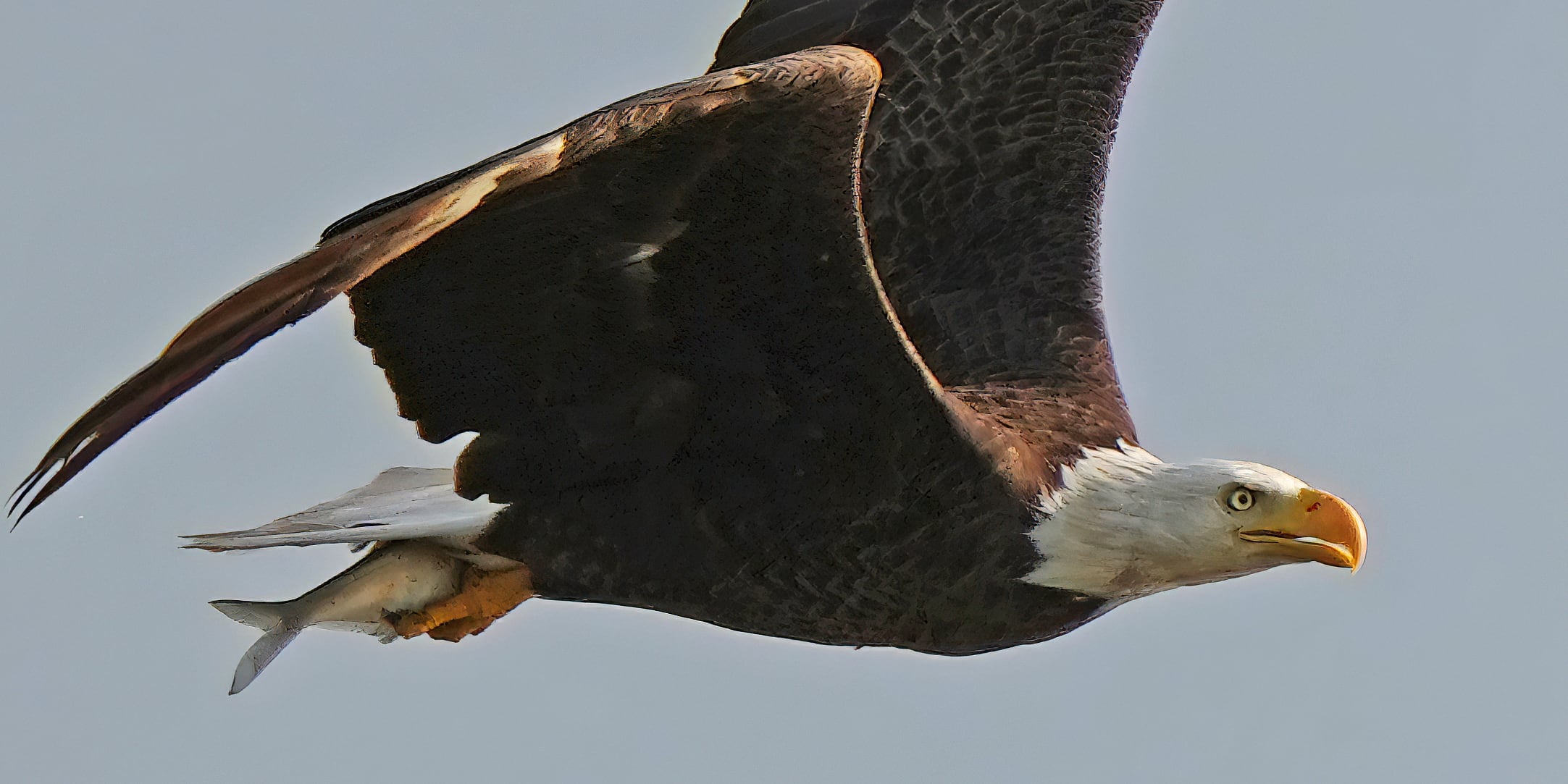 The bald eagle’s recovery is also an American success story