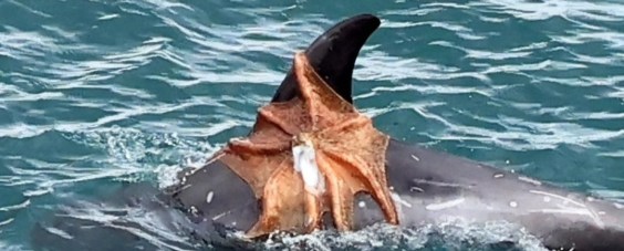 Why is This Octopus Hitching a Ride on a Dolphin?