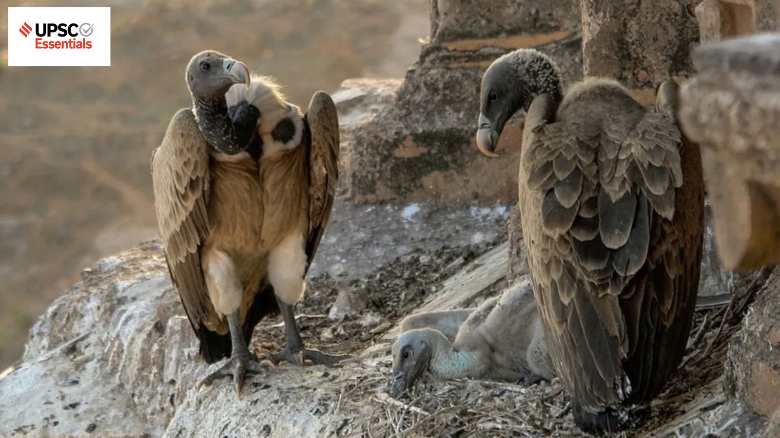 UPSC Essentials daily subject quiz : Environment and Geography MCQs on decline in vulture populations, compensatory afforestation in India (Week 181)