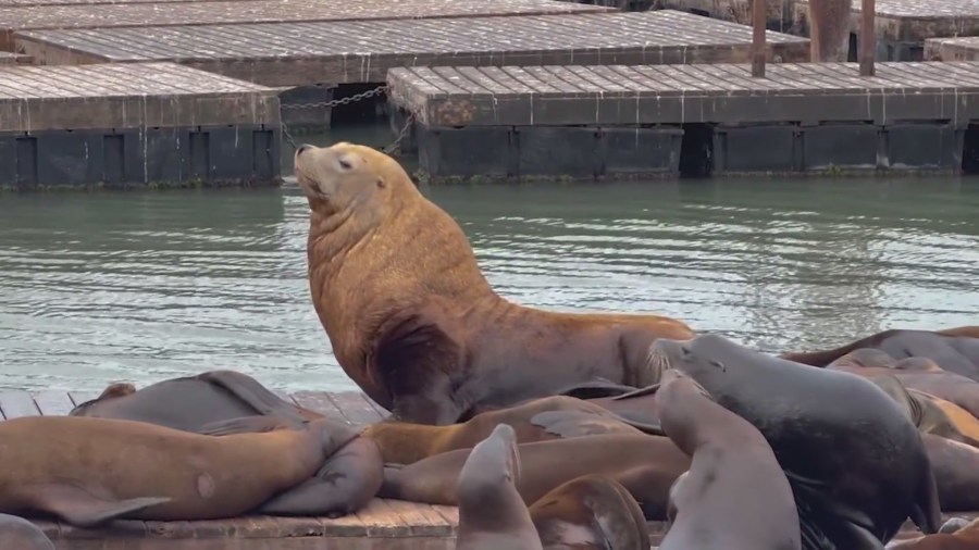 New heavyweight sea lion appears in San Francisco after Chonkers leaves the docks