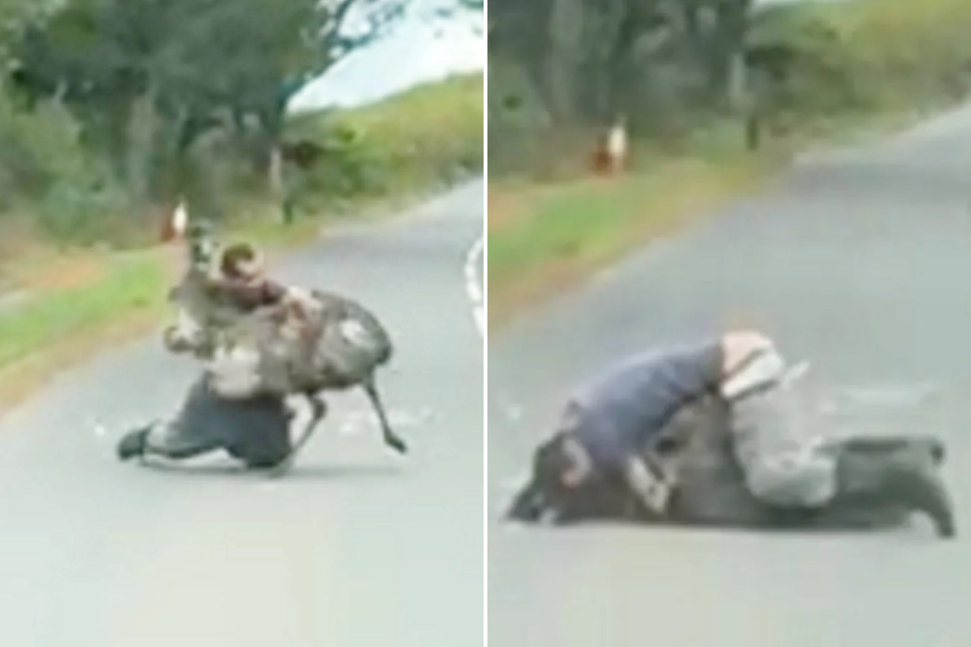 Moment man wrestles escaped EMU in middle of UK road – before bird headbutts him & runs off