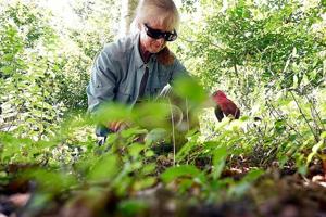 To control weeds in your garden, late summer and early fall is the best time to make a difference