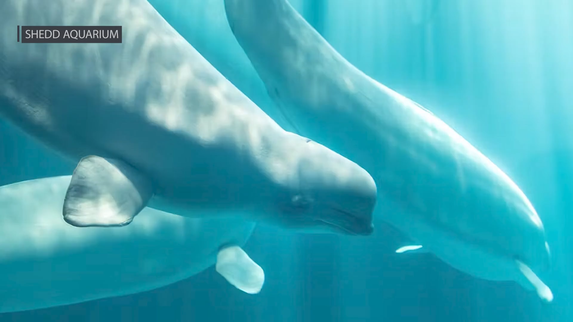 Shedd Aquarium releases preliminary medical findings after recent deaths of 3 beluga whales