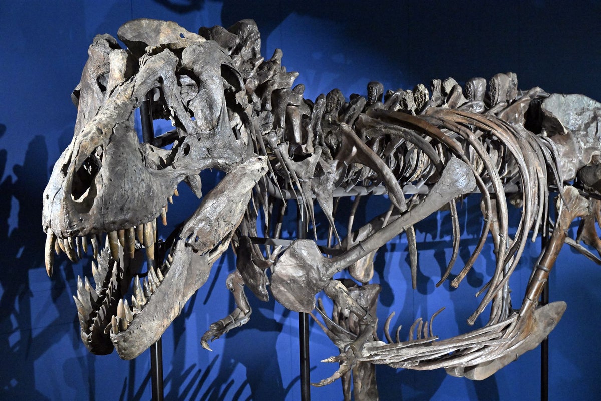 First series of adult T-rex footprints reveals its walking speed