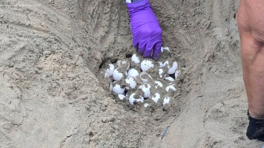 Historic sea turtle eggs relocated from 2 Southern California beaches