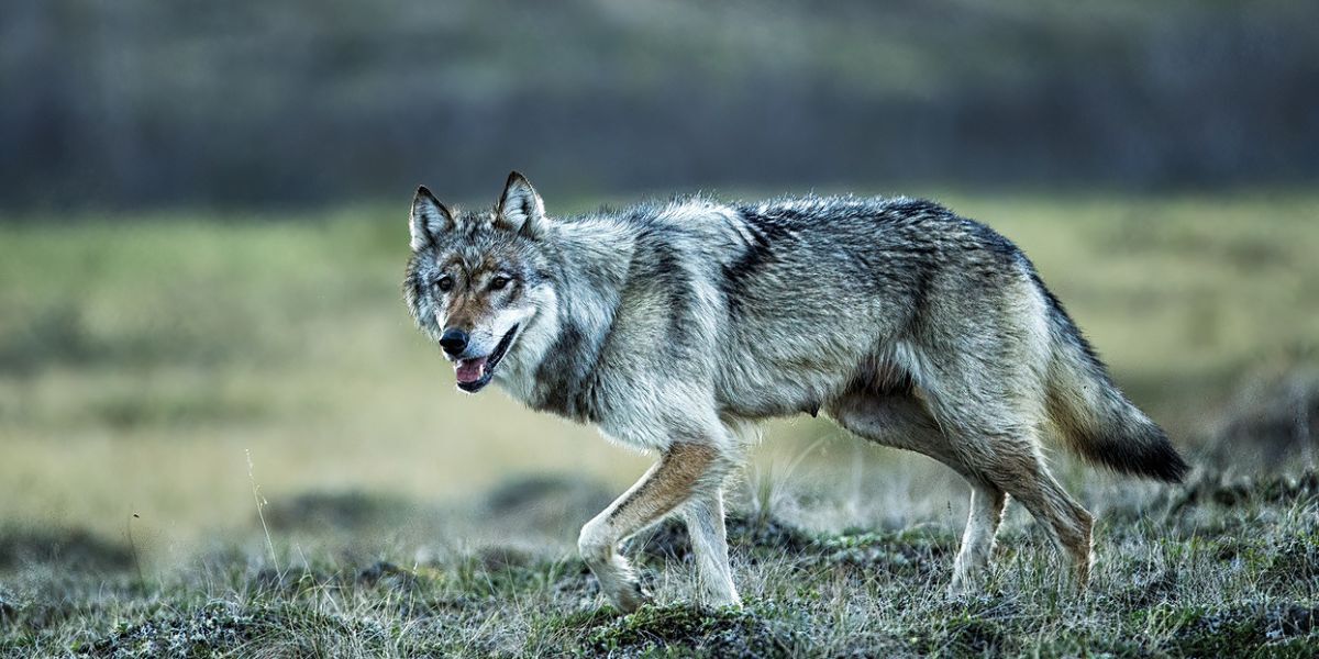 Colorado wolves stay west as livestock losses continue