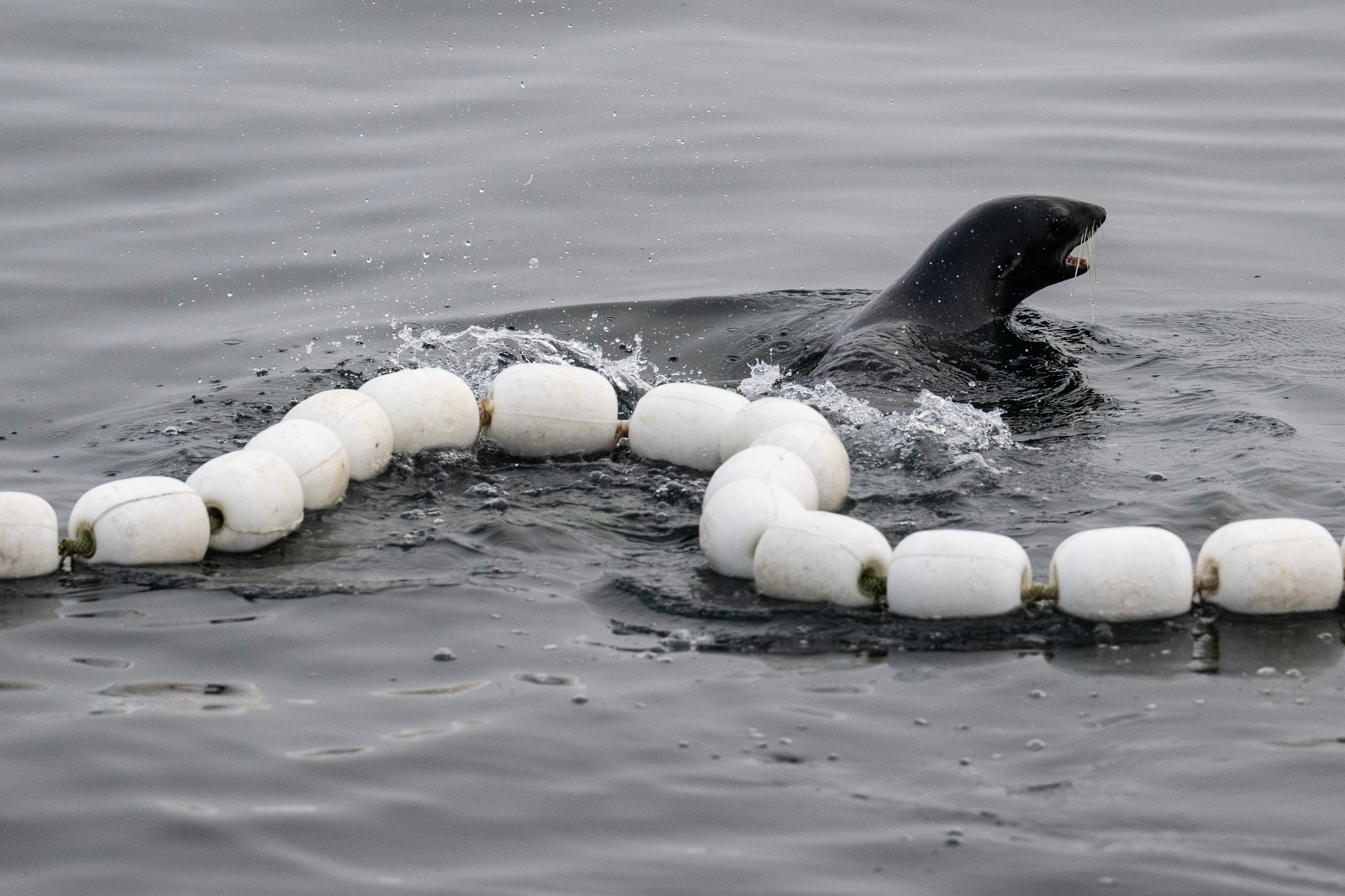 Trump administration order urges ‘robust’ harvest of sharks, seals and sea lions