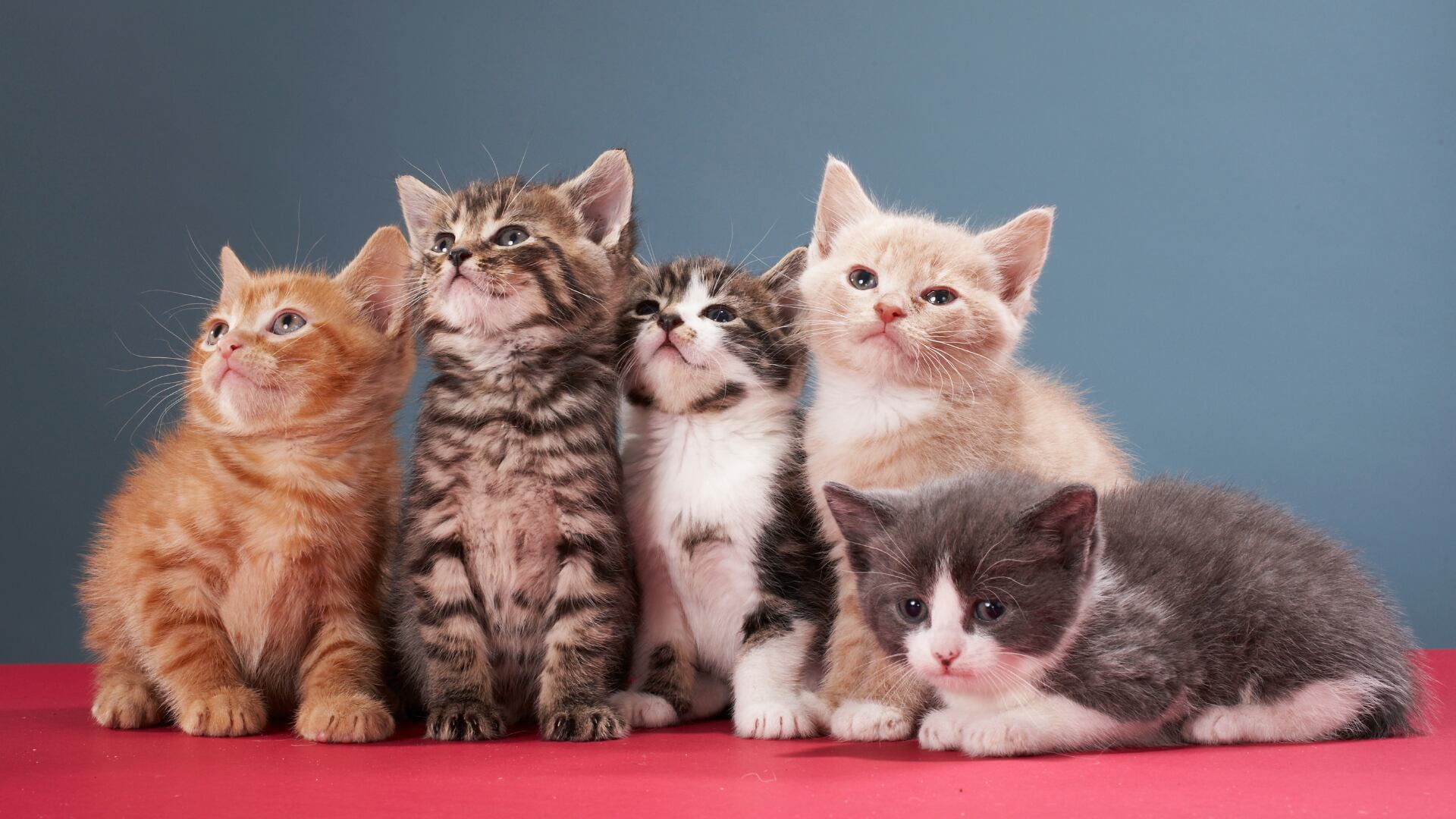 These are the most popular cat names in the United States
