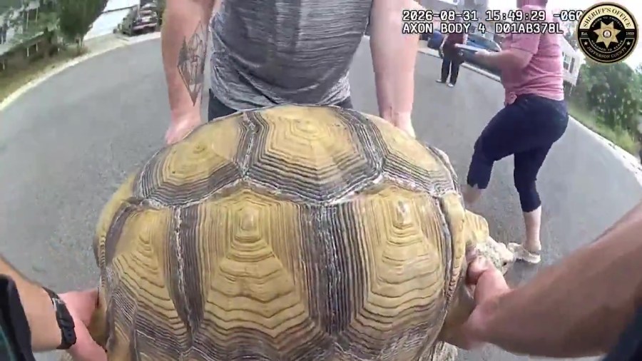 'World's slowest escape': Officer helps wandering tortoise return home in Littleton
