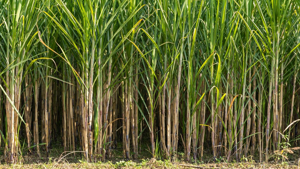 U.P. focuses on high-yielding disease-resistant sugarcane varieties, scientific sugarcane cultivation practices and mechanization