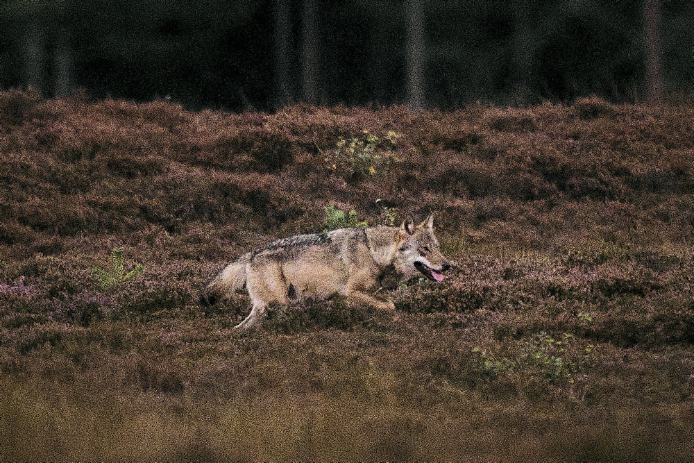 Minister to regulate Danish wolves after new count