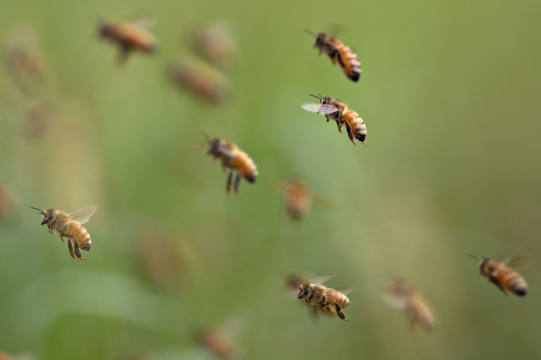 Beekeepers opened their hives and found something shocking missing