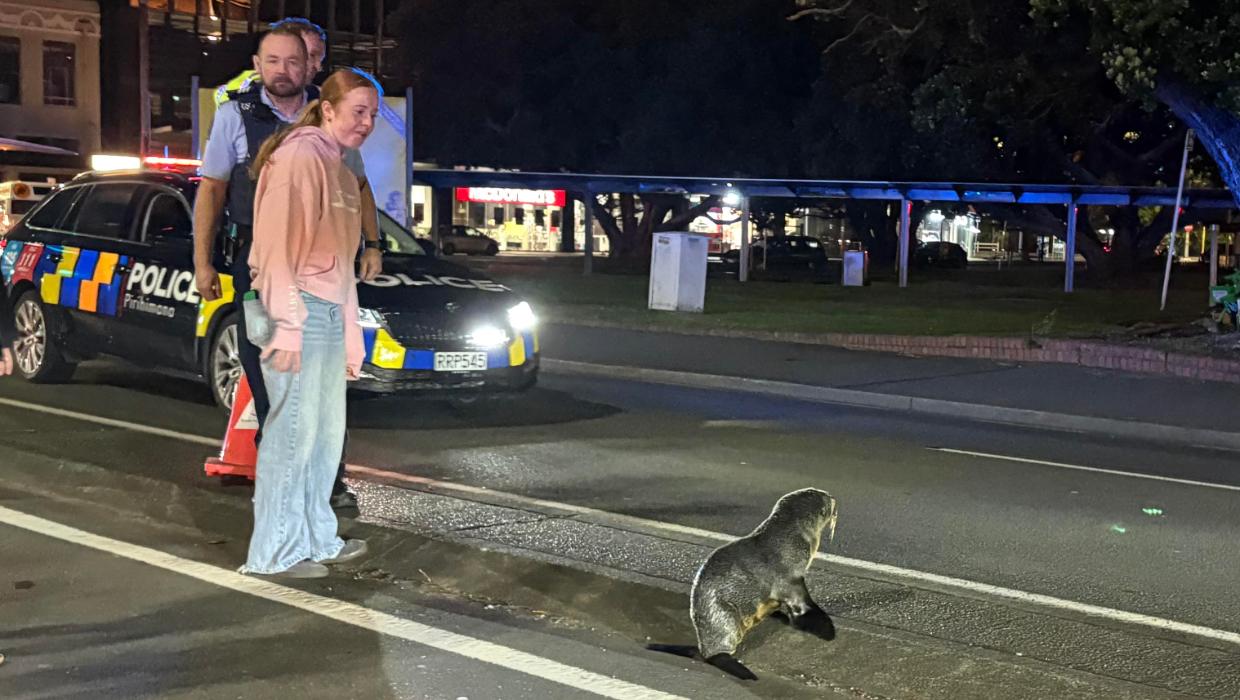 Why did the seal cross the road? To bring Wellington traffic to a halt