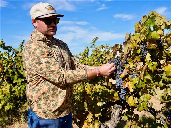 California farmers struggling to sell grapes as demand for wine drops
