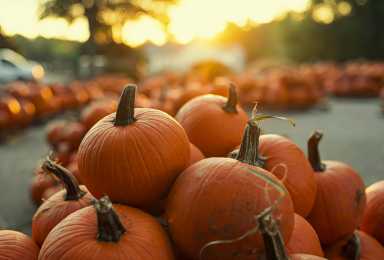 Here are five pumpkin patches across NYC to check out this fall