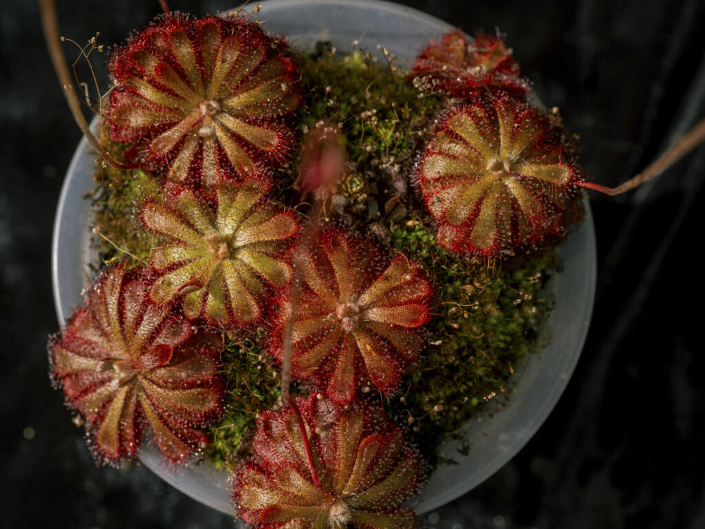 Hungering for carnivorous plants
