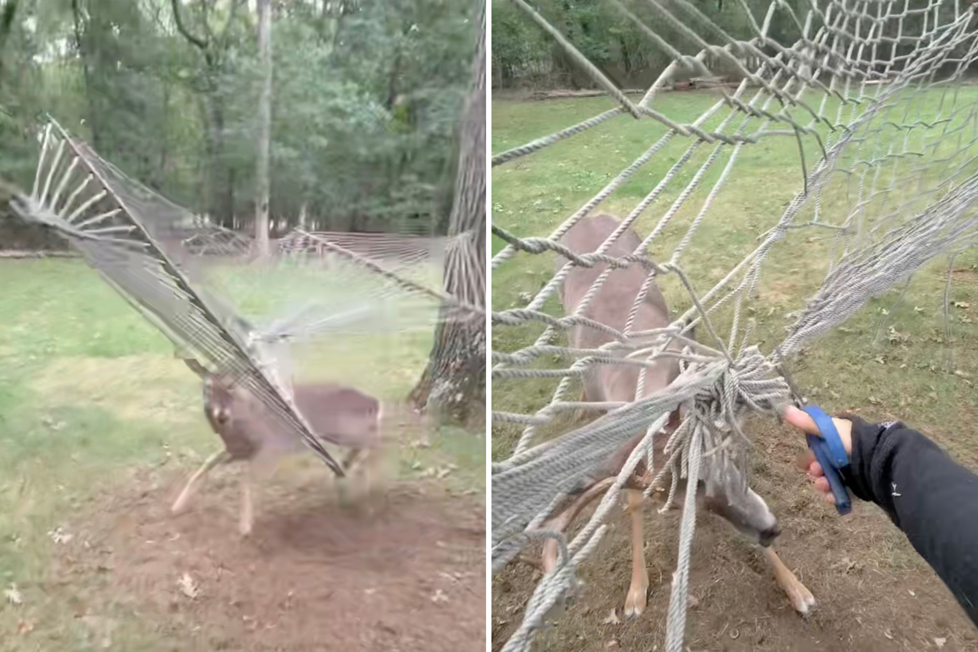 Wild moment Long Island deer has to be rescued after getting antlers caught in hammock
