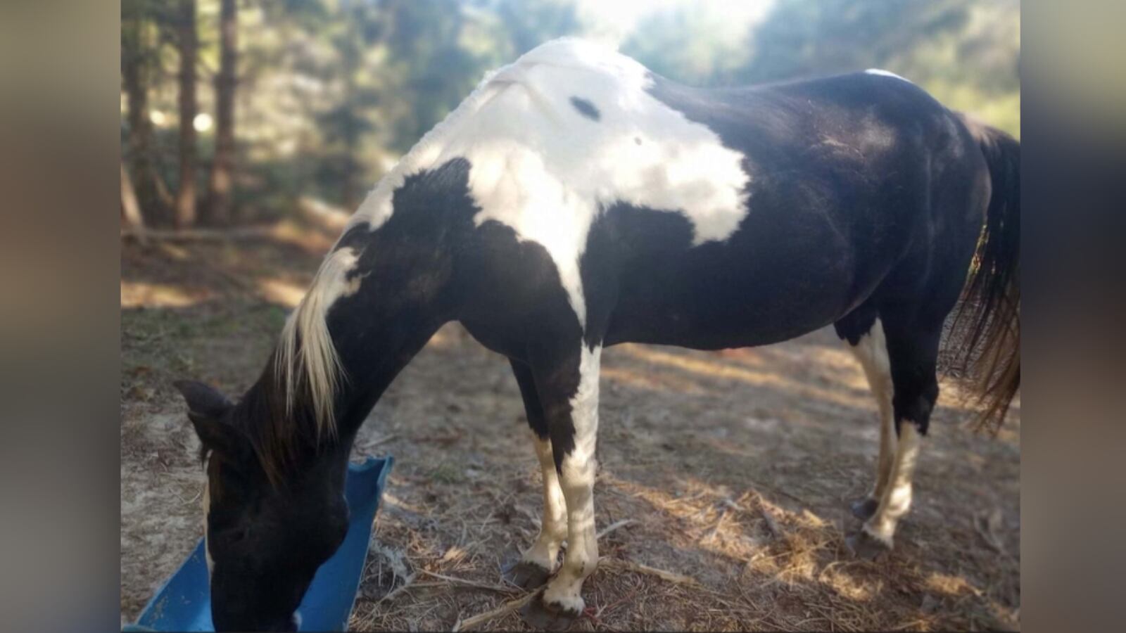 ‘It’s just unreal’: Woman says goats stolen, beloved horse found shot to death at her home