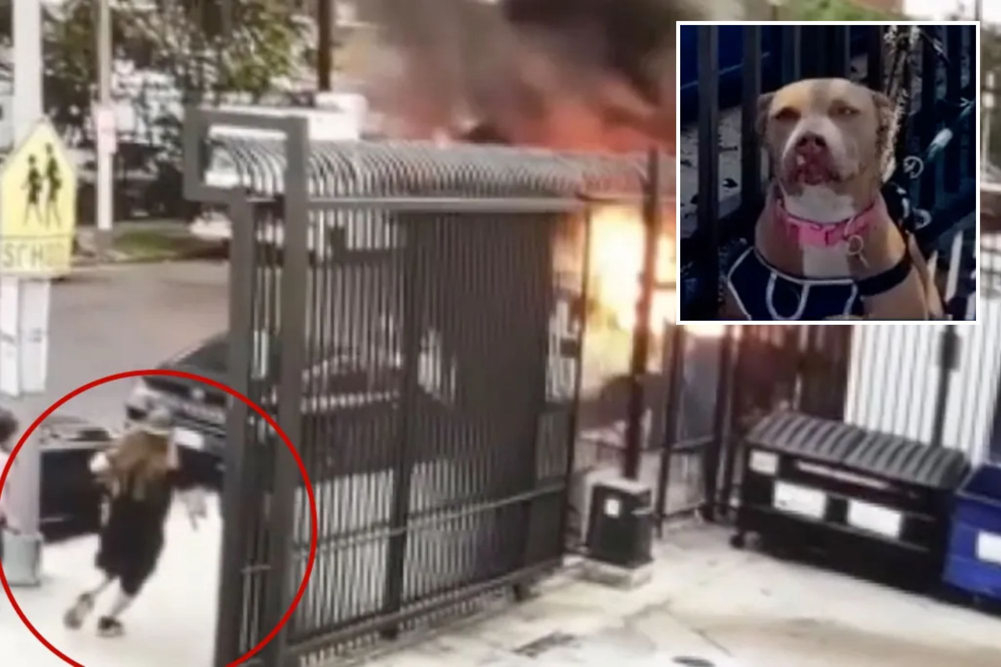 Hero stranger rescues helpless dog chained to Skid Row van after it’s set on fire