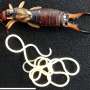 Why earwigs infected by parasitic worms head towards water