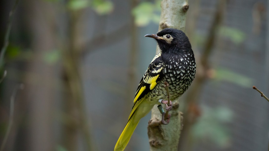 Victoria considers 'emergency extractions' of wildlife as bird flu spreads