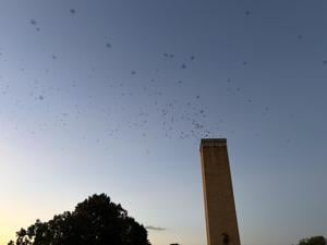 Cherokee Heights to preserve chimney cherished by swifts, birdwatchers