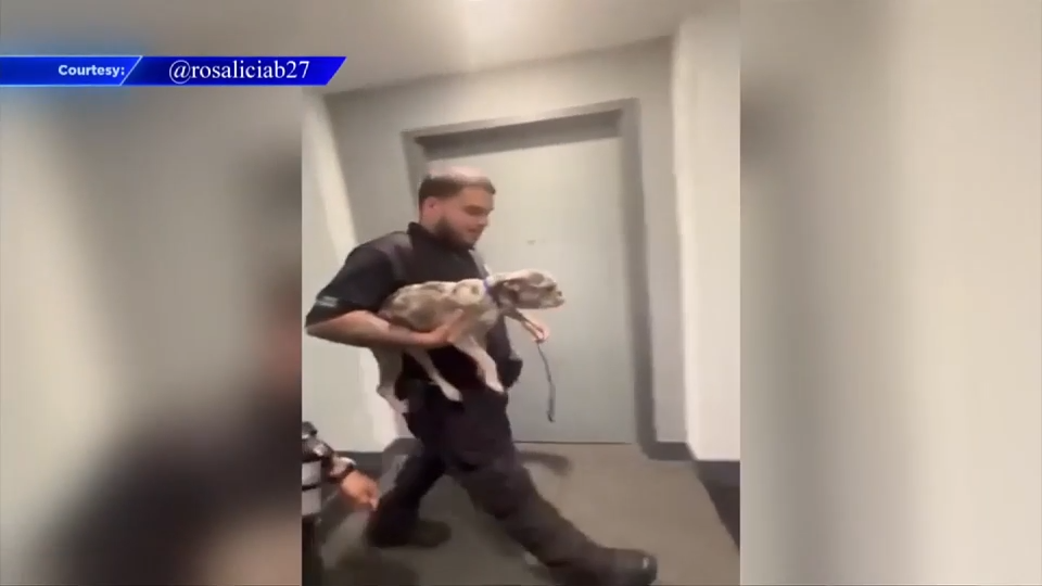 Neglected French bulldog rescued after neighbor’s viral video sparks outrage