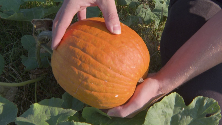Fall is here: Expert tips for picking mature pumpkins