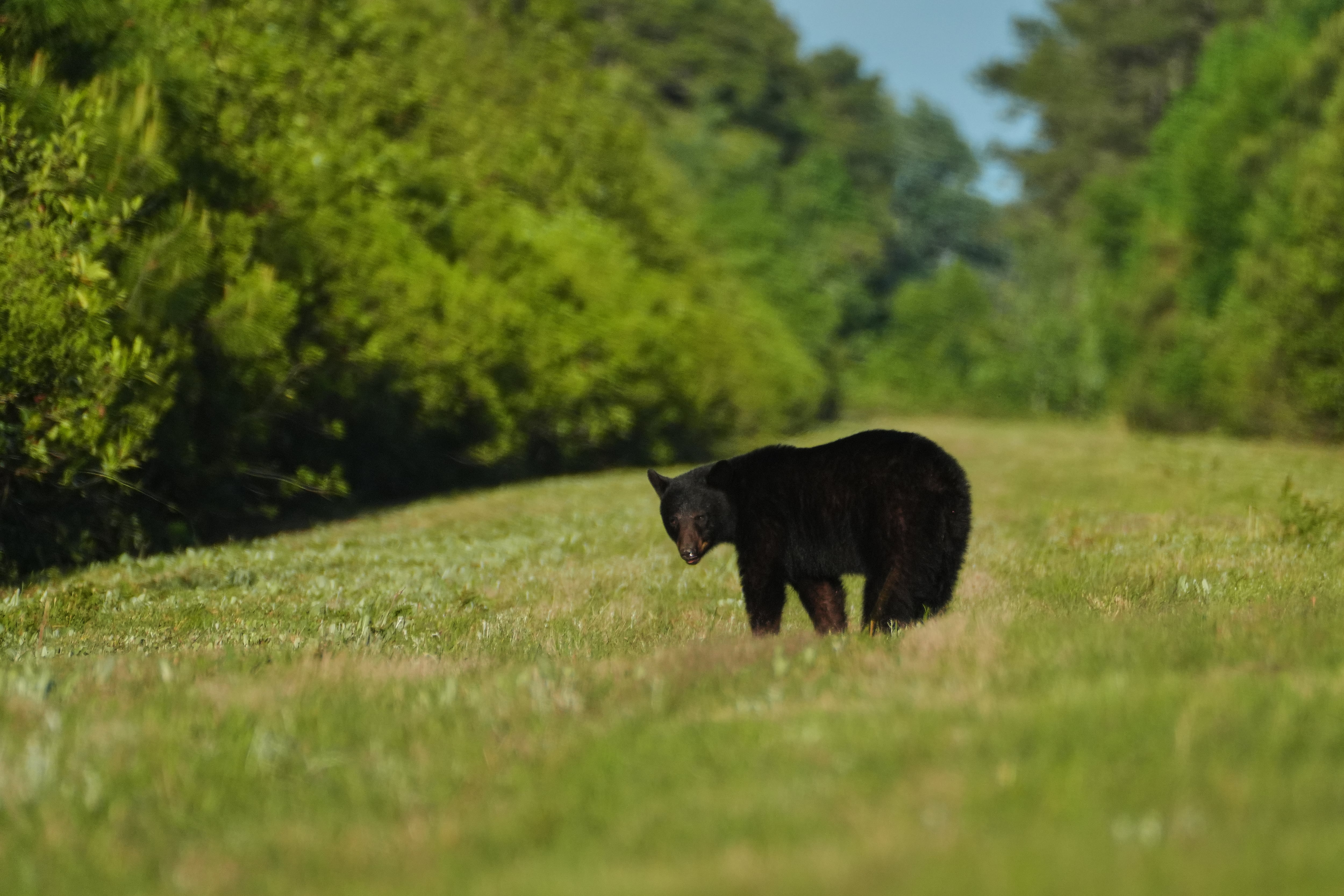 Man faces charges for killing black bear that attacked livestock