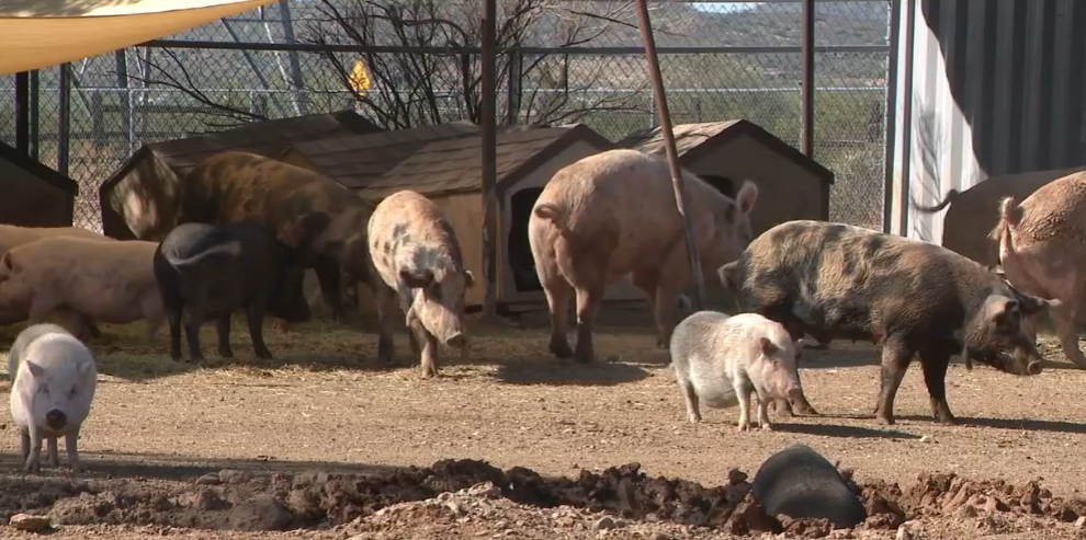 Three rescued potbellied pigs find forever home at Better Piggies Rescue