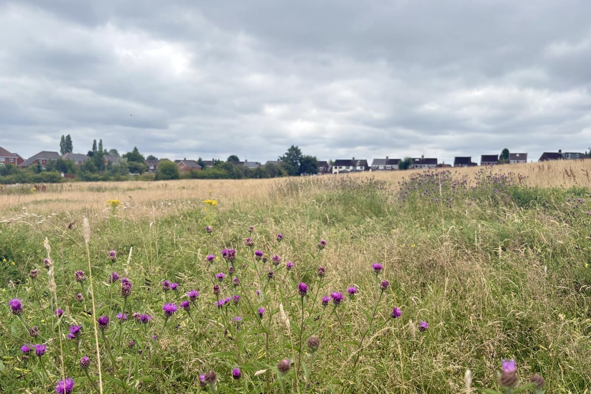 Call for nature ‘right next to where people live’ amid urban green space push