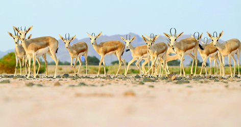 Wildlife tour
