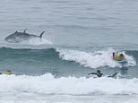 Moment huge bluefin tuna leaps out the sea just feet away from stunned surfers