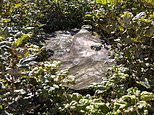 Nature fights back: Thick ring of new shoots have emerged around stump of felled Sycamore Gap tree, National Trust reveals