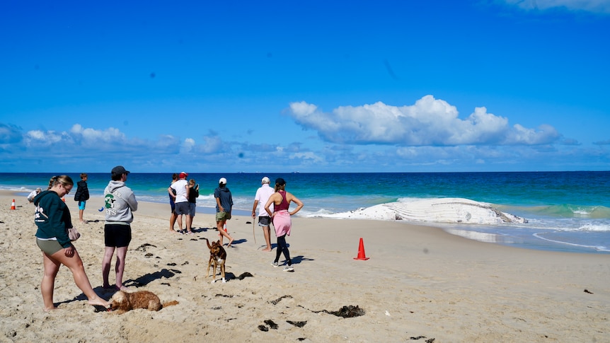 Multiple shark warnings issued as whale carcass washes up on City Beach