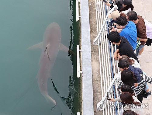 Over 560,000 visitors flock to Busan to see canal-trapped shark Bukang-i