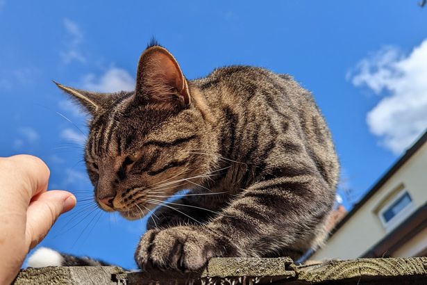 Body of missing cat found in woods after severed tail posted through letterbox