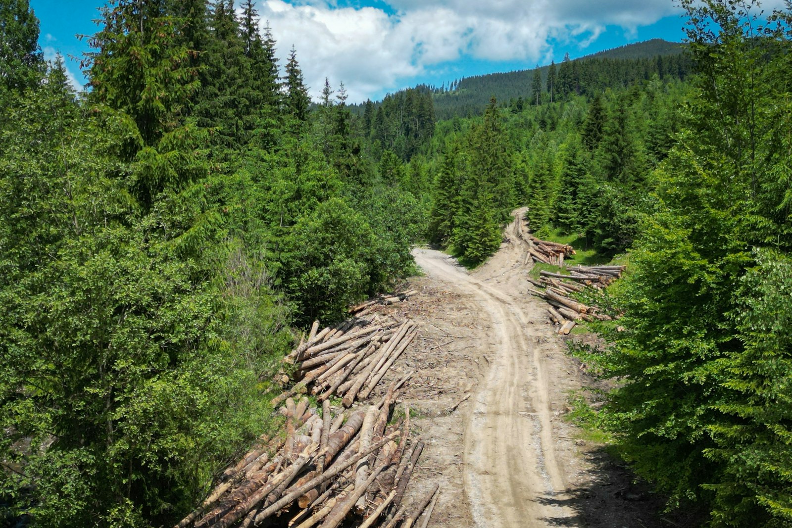 Did the Forestry Industry Just Get to Write Its Own Emissions Rules?