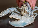 Meet Casper, the one-in-100 million 'ghost' lobster! Incredibly rare crustacean is bright white thanks to rare genetic mutation