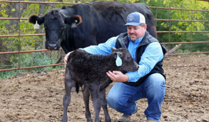 Biz Buzz: Best Wagyu in U.S., hot chicken, brewery and bar closes and more