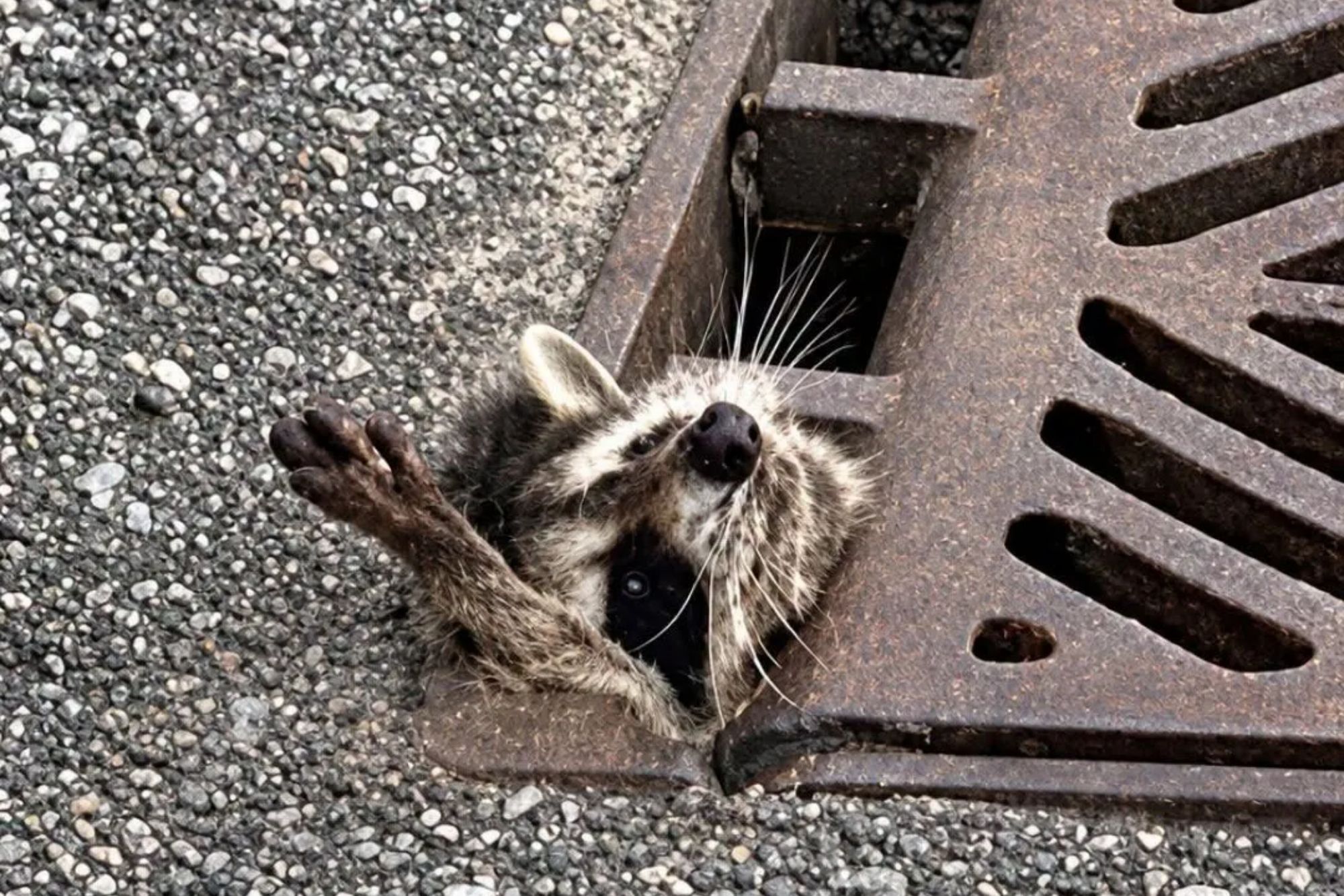 Hapless raccoon Rocky reaches paw out for help after getting stuck in drain as cops close road to rescue trapped critter