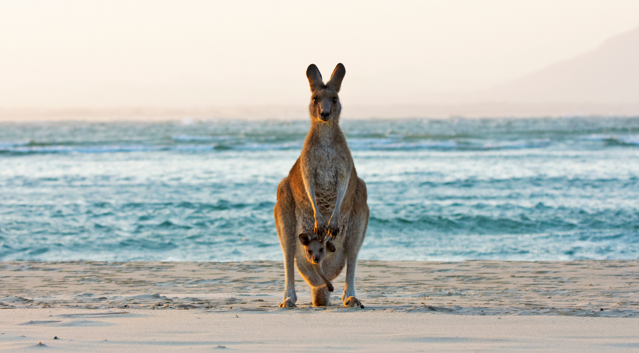 As Australia’s kangaroo numbers rise, record cull renews calls for other control methods