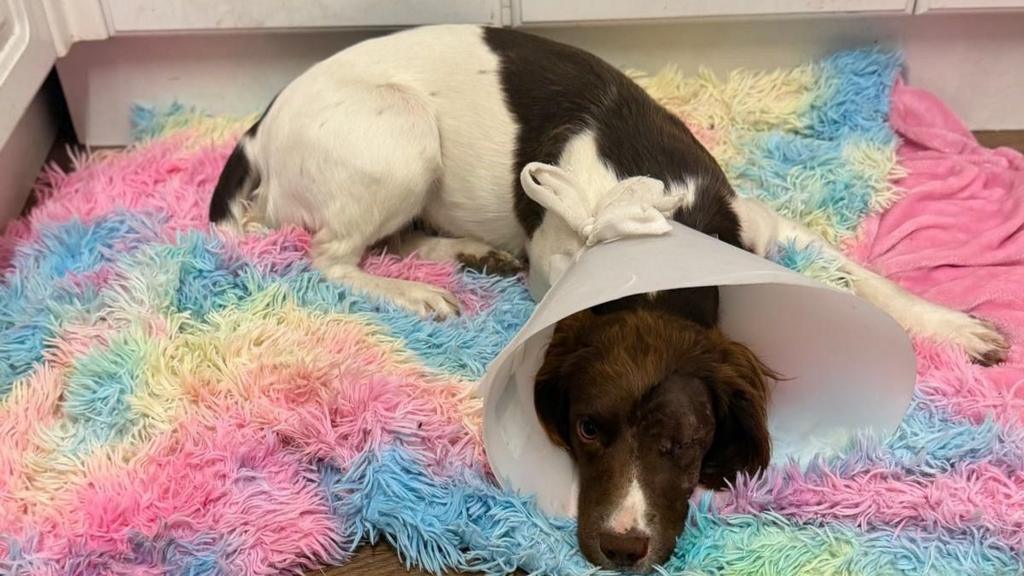 Stolen dog reunited with owners after a year