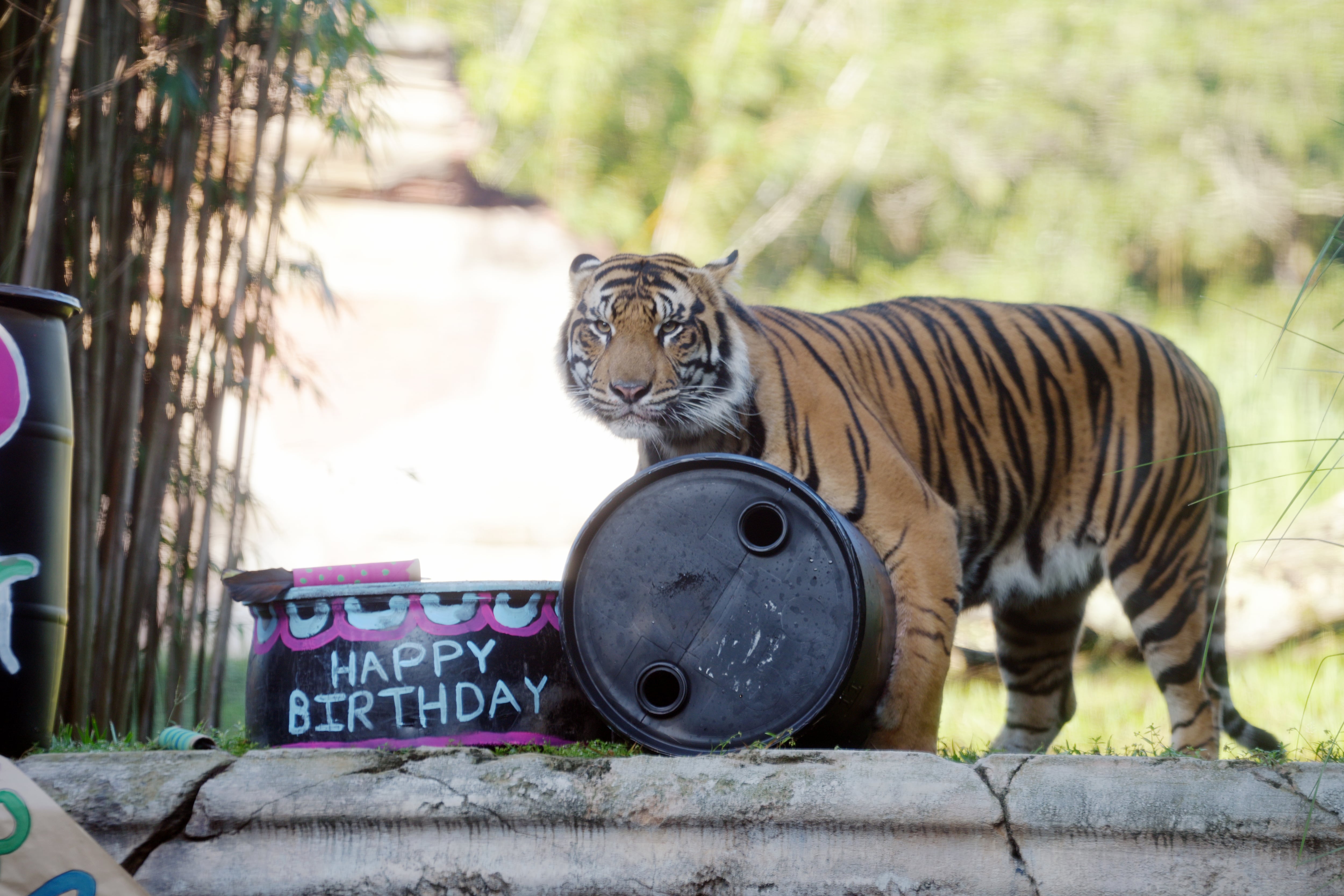 Bakso the Sumatran tiger is set to leave Disney’s Animal Kingdom this fall