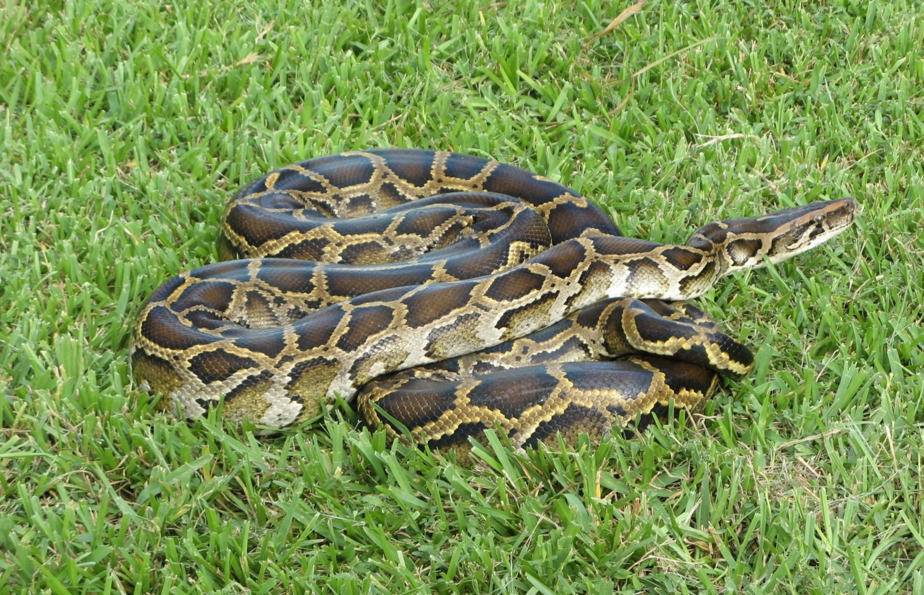 Man who won Florida’s annual python hunt captured ‘an astonishing’ number