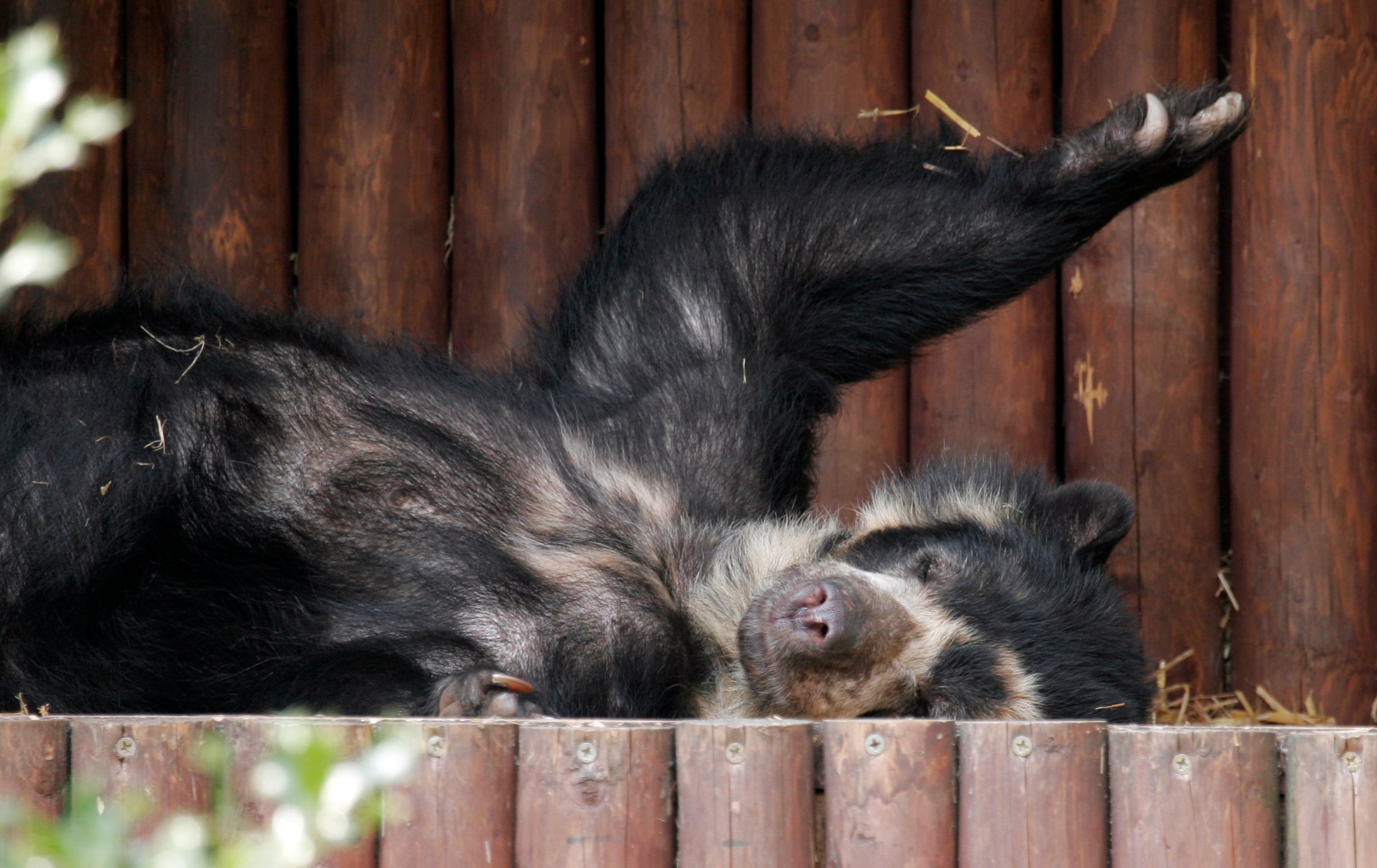 Scientists analyzed 22,000 hours of bear videos. This is what they learned.