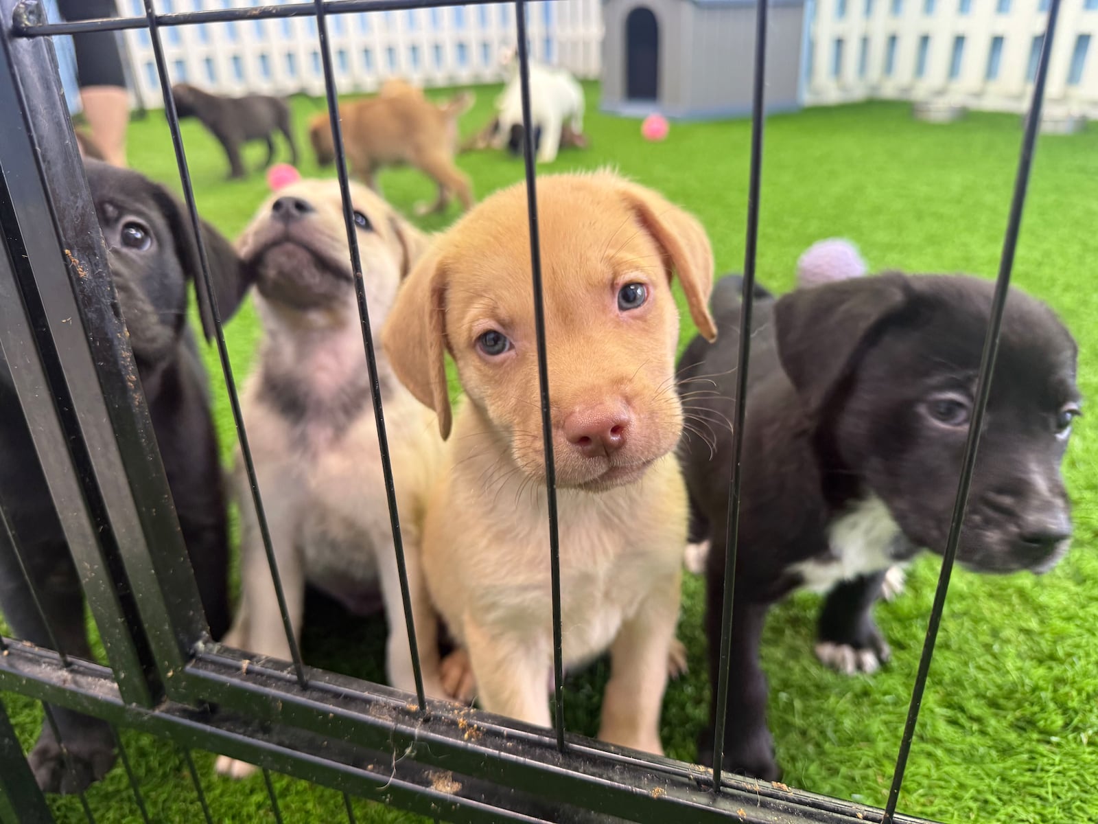 Animal shelter loses hundreds of vaccines after power is shut off